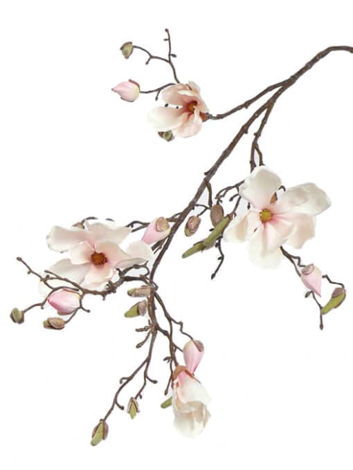 lichtorze kunst tak magnolia