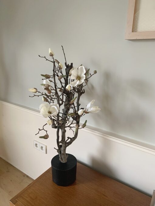 witte magnolia dikke tak magnolia tak magnolia takken kunst