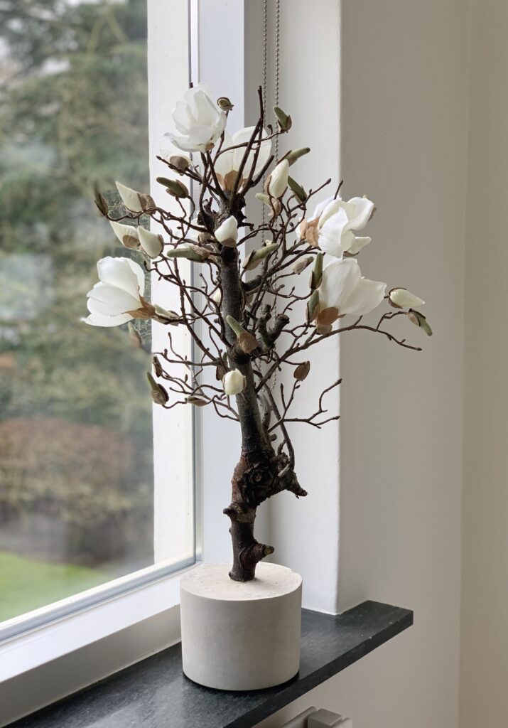 witte magnoliatak magnolia tak magnolia takken wit