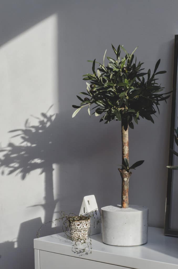 kunst olijfboompje voor binnen kunst olijfboom boom voor in huis kunstboom kantoor