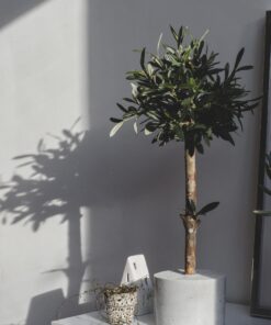 kunst olijfboompje voor binnen kunst olijfboompje kopen