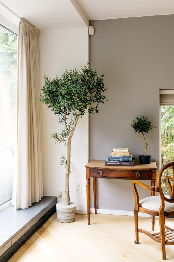 grote kunst olijfboom binnen boom in huis kantoorboom
