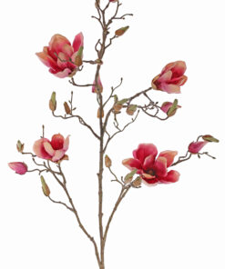 roze magnoliatak siertak magnolia takken magnolia tak kunst