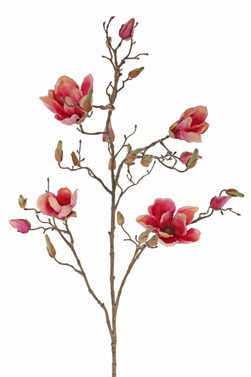 roze magnoliatak siertak magnolia takken magnolia tak kunst