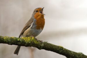 vogel voer duurzaam natuur maakt gelukkig onderzoek