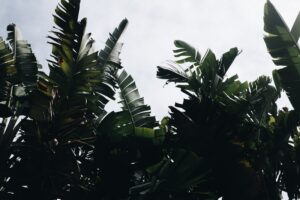 positieve klimaatverhalen boom binnen boom in huis kunstbomen binnen grote kunst planten bananenplant interieur boom