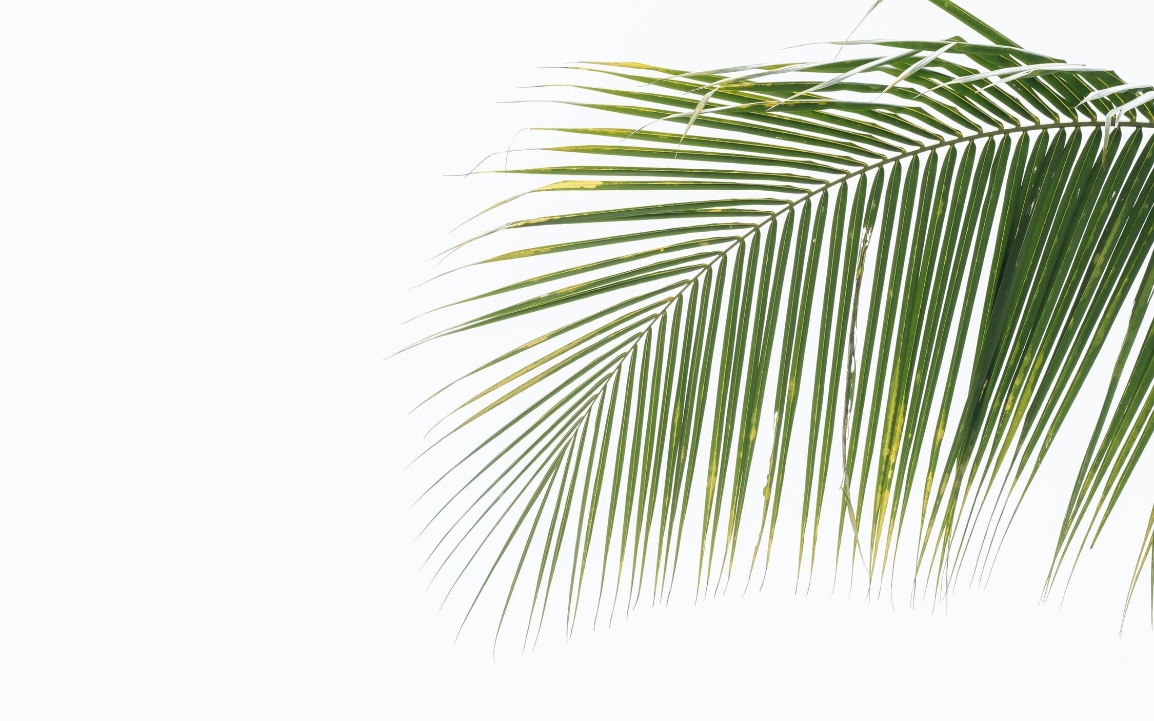 palm plant in huis kunst planten kunst bomen