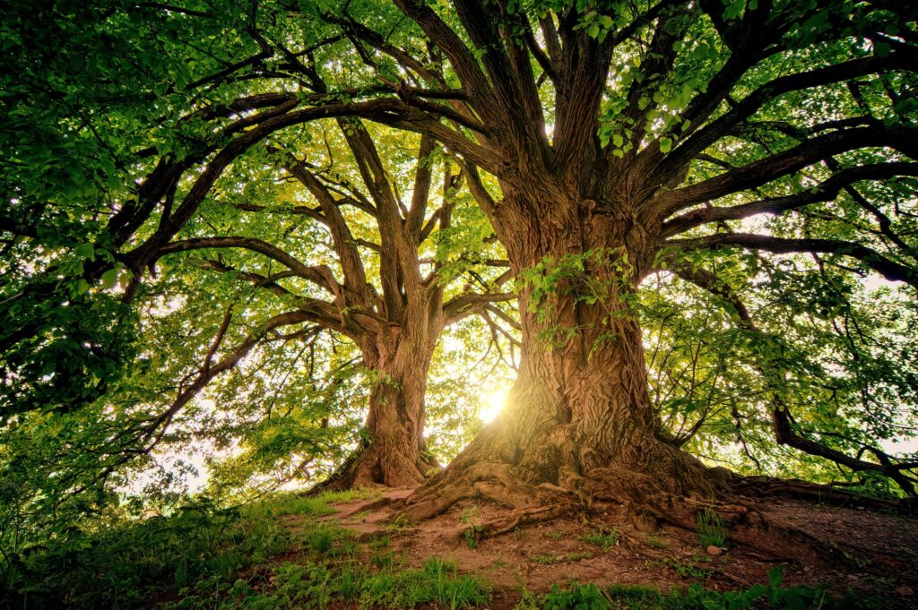 waarom zijn bomen bijzonder duurzame kunstboom boommade boom in huis binnen boom bomen planten