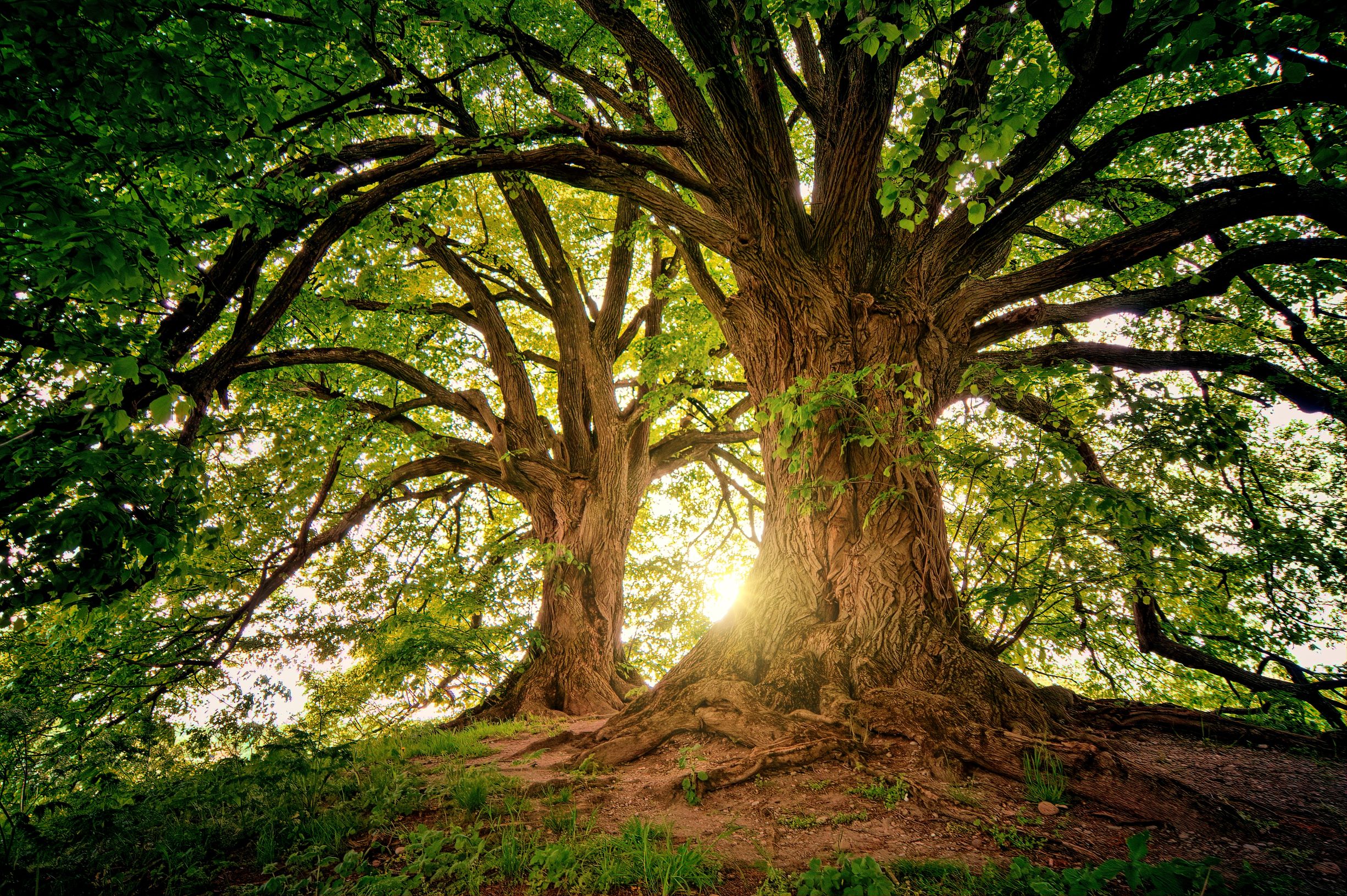 Paleis Kamer meditatie Waarom bomen zo bijzonder zijn - 6 redenen | BOOMMADE