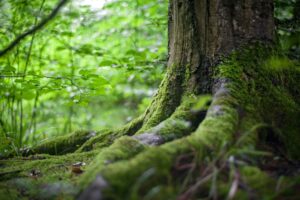 positieve klimaatverhalen positief klimaat nieuws klimaatnieuws leuk bomen planten