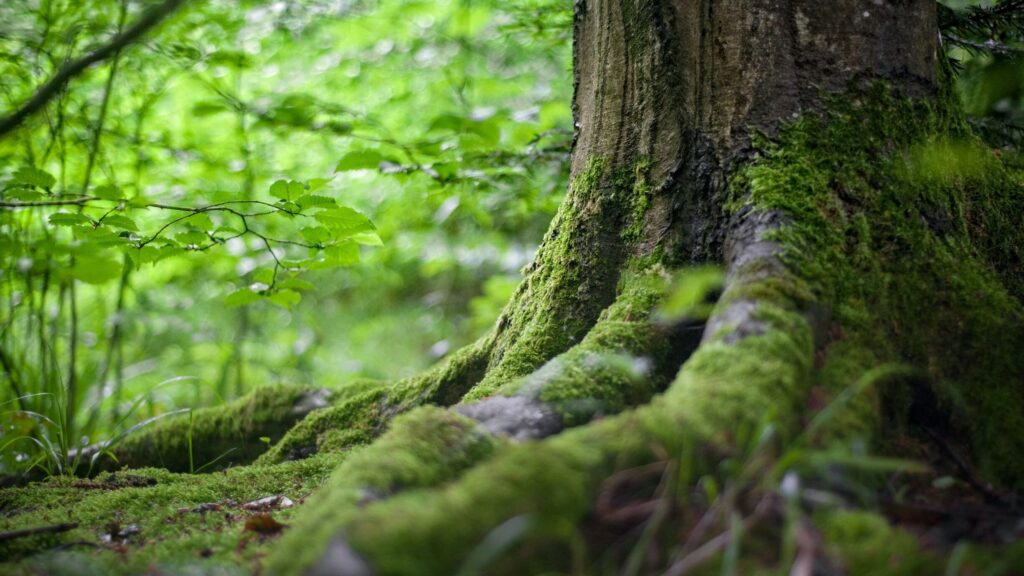 waarom zijn bomen bijzonder positieve klimaatverhalen positief klimaat nieuws klimaatnieuws leuk bomen planten