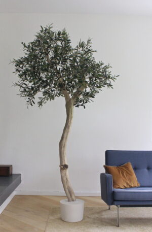 kunst olijfbomen voor binnen grote kunst olijfboom binnen kunst olijfbomen in huis kunst olijfbomen binnen