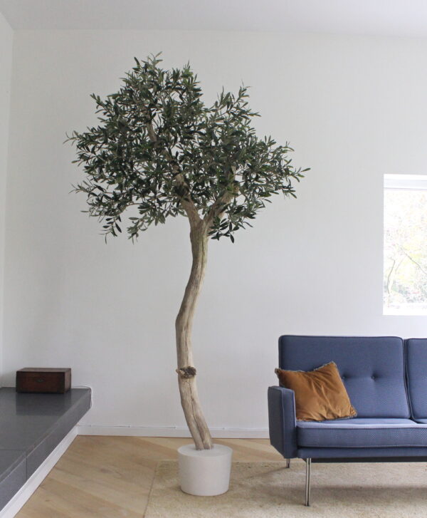 kunst olijfbomen voor binnen grote kunst olijfboom binnen kunst olijfbomen in huis kunst olijfbomen binnen