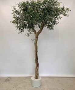 kunst olijfbomen voor binnen