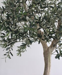 olijfblad kunst kunst takken olijf olijftakken kopen kunst olijfbomen voor binnen
