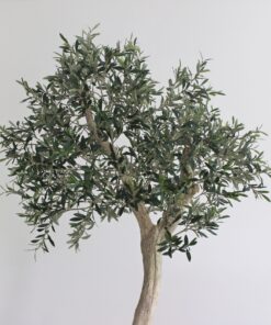 olijfboom kunst mooie kunst bomen olijf kunst olijfbomen voor binnen