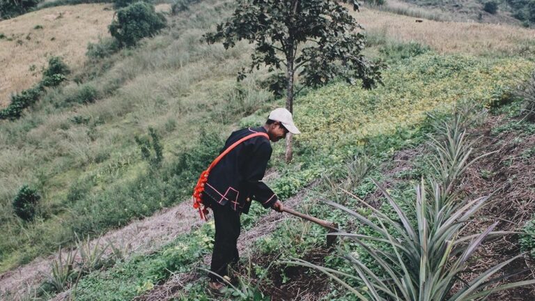 bomen planten positief klimaatnieuws natuur maakt gelukkig